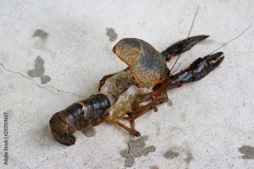 脱皮したザリガニの抜け殻