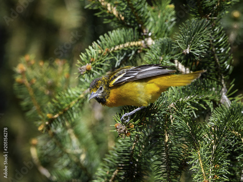Baltimore Oriole Foraging on Pine Tree in Spring