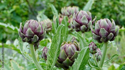 Frische Artischocke, Gemüse im Garten