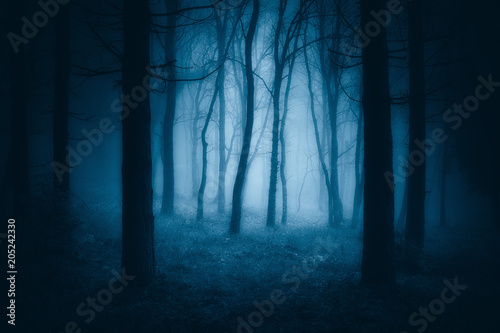 dark scary forest with creepy trees