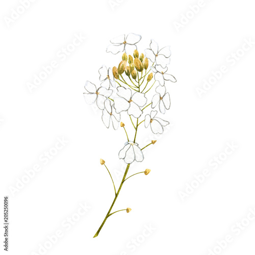 Watercolor horseradish flowers. Botanical illustration of organic, eco plant. Isolated on white background. Illustration For Food Design.