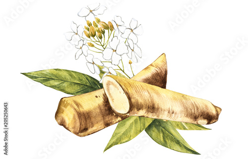 Watercolor horseradish sketch. Botanical illustration of organic, eco plant. Isolated on white background. Illustration For Food Design.