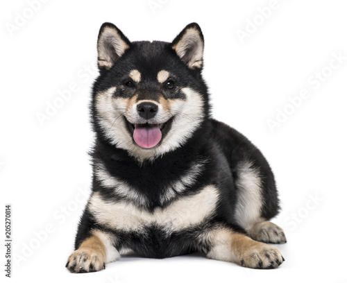 Shiba Inu puppy , 4.5 months old, lying against white background