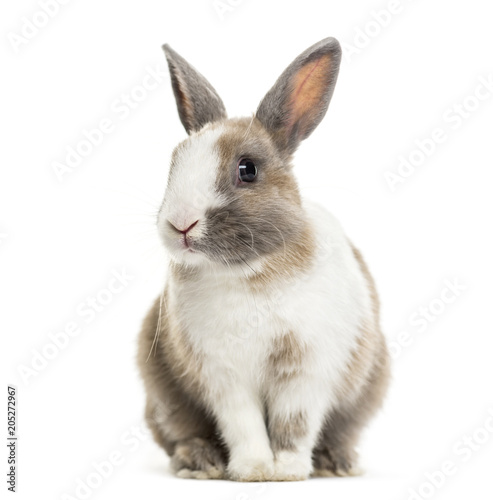 Rabbit , 4 months old, sitting against white background