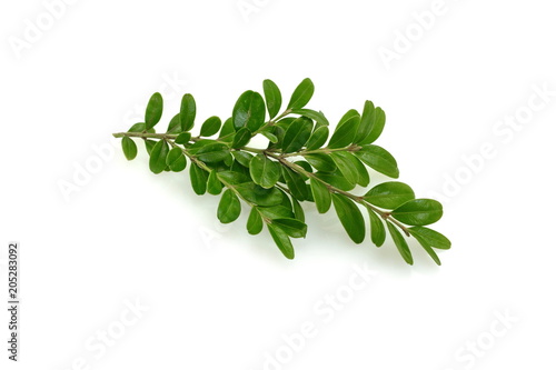 Boxwood branch on a white background isolated.