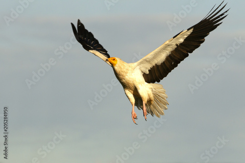 Egyptian vulture, Neophron percnopterus
