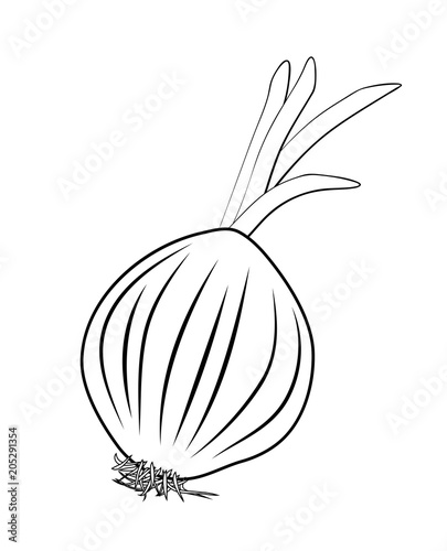 Vector illustration, isolated onion shallot root in black and white colors, outline hand painted drawing