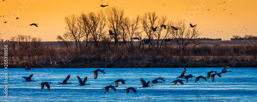Grand Island, Nebraska -PLATTE RIVER, UNITED STATES Migratory water fowl and Sandhill Cranes are on their spring migration from Texas and Mexico, north to Canada, Alaska, and Siberia