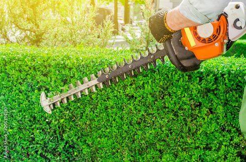 Garden gasoline scissors, trimming green bush, hedge. Working in the garden.