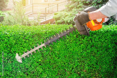 Garden gasoline scissors, trimming green bush, hedge. Working in the garden.