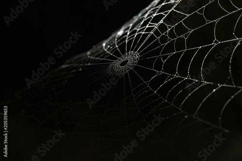 spiderweb silk details on black background