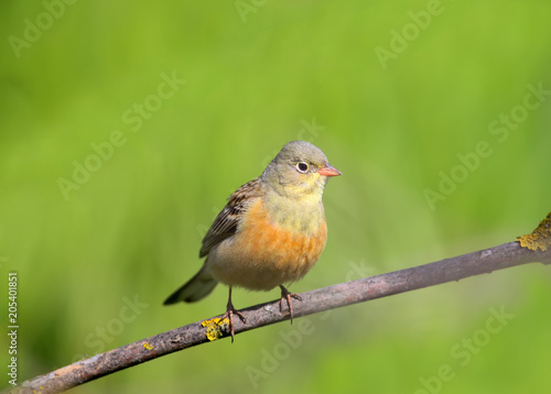 A male ortolan bunting sits on a branch on green blurred background. Closr up and detailed photo