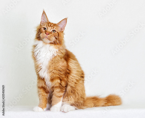 cat maine coon on white background