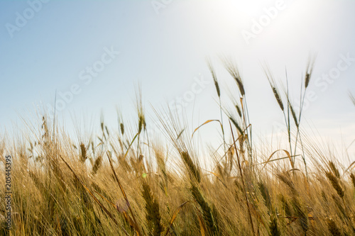 Horizontal View of Close Up of Hears of Wheat on Sun Backlight Background.