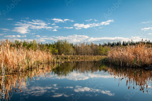 The wetland 