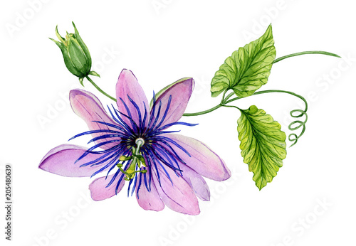 Beautiful purple passiflora (passion flower) on a twig with green leaves. Isolated on white background. Watercolor painting.