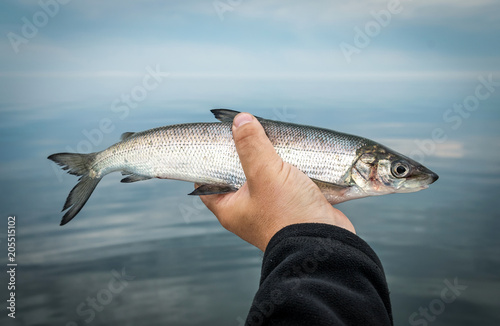 Whitefish portrait in angler hand