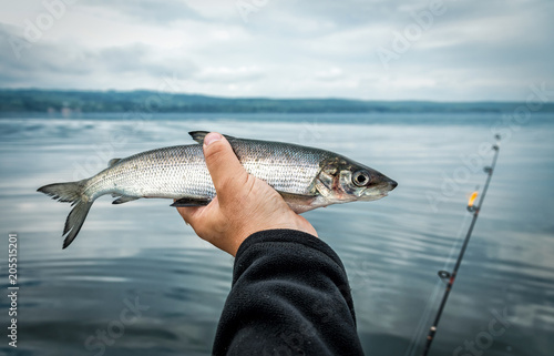 Whitefish - lake fishing trophy