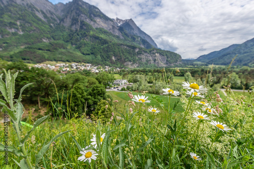 White daisies on the background of the Alps in Liechtenstein.
