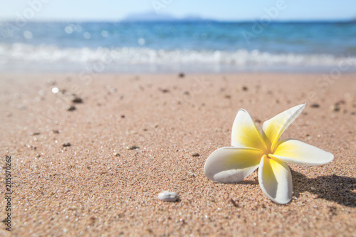 white flower on sand beach