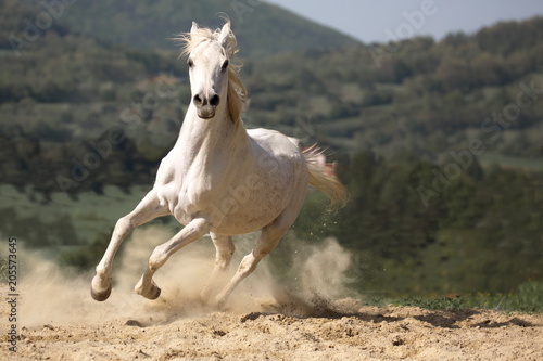 Weißes Araber Pferd frei laufend 