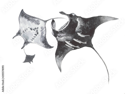 Composition of the three rays of the manta. Watercolor.