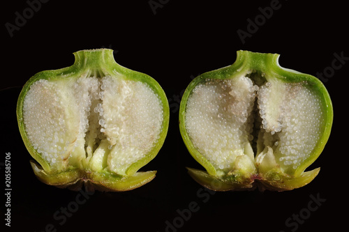 Turkish poppy seed pod, used to make opium, sliced in half.