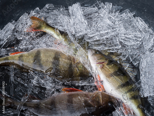 European perch with ice