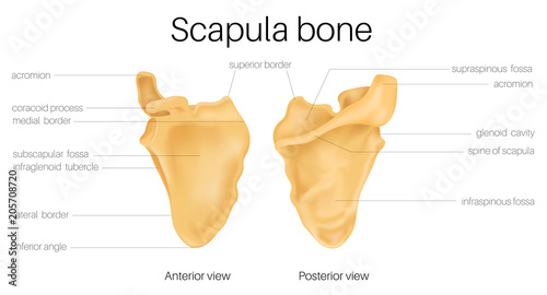 Scapula Anatomy