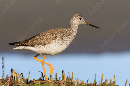 Greater Yellowlegs