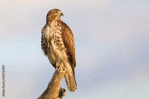 Red-tailed hawk