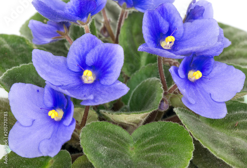 Blue violet close-up