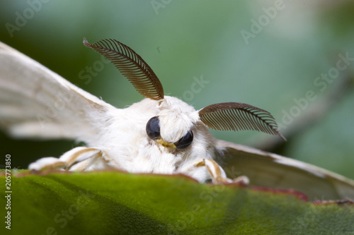 silkworm moth on a leaf