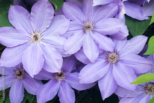 lila clematis flowers in garden macro