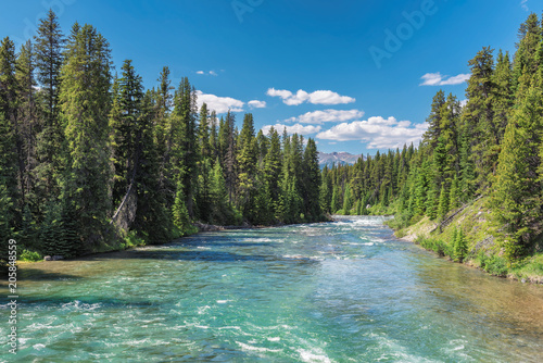 Beautiful forest on the river in Banff National Park, Canada.