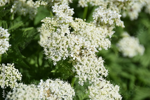 This Sweet Cicely (Myrrhis odorata),herbal medicine Myrrhis odorata,Flowers and leaves, 