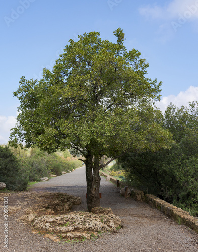 mount tabor oak tree located on the trail to Banyas Falls in the Golan Heights