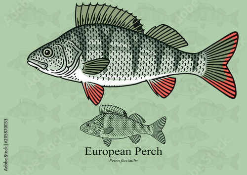 European Perch. Vector illustration with refined details and optimized stroke that allows the image to be used in small sizes (in packaging design, decoration, educational graphics, etc.)