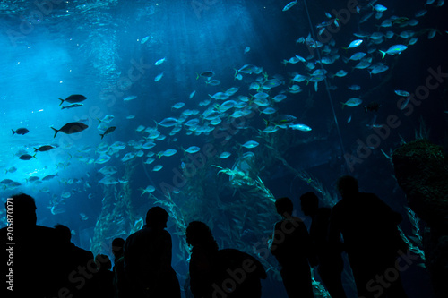 People watching fishes in aquarium. Gran Canaria. Spain. May 2018. Poema del Mar Aquarium.