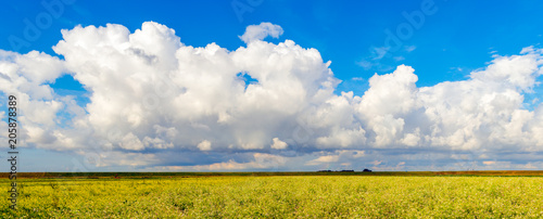 Cumulus clouds above a yellow flowering colza field