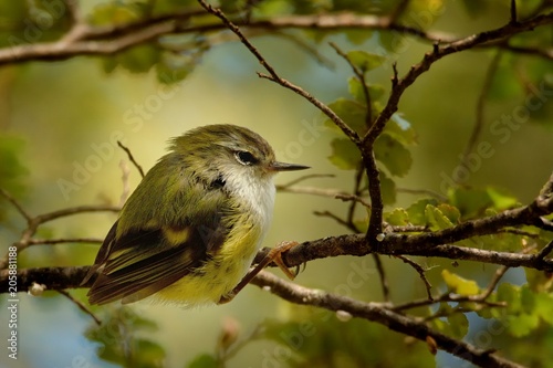 Rifleman - Acanthisitta chloris - titipounamu male