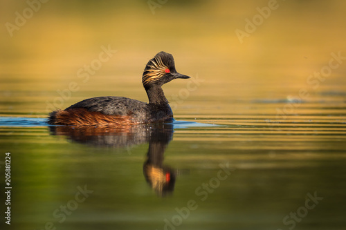 Eared Grebe - Podiceps nigricollis swimming in the water in the lake