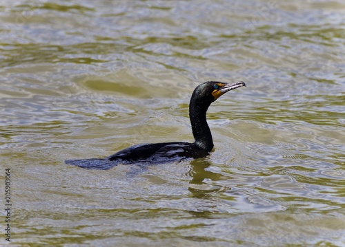 Picture with a cormorant swimming in lake