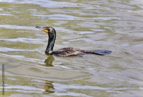Background with a cormorant swimming in lake