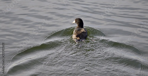 Isolated image of a coot swimming in lake