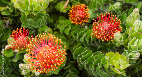 red with yellow tips pincushion flowers