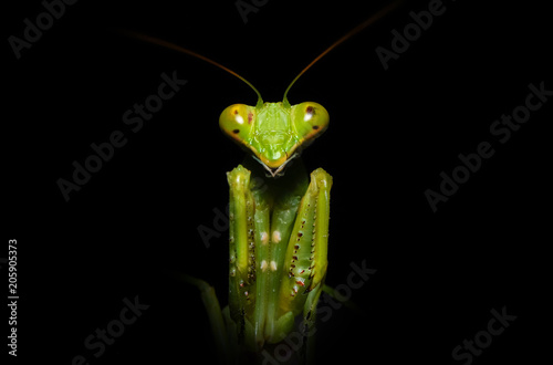 close up macro of green praying mantis