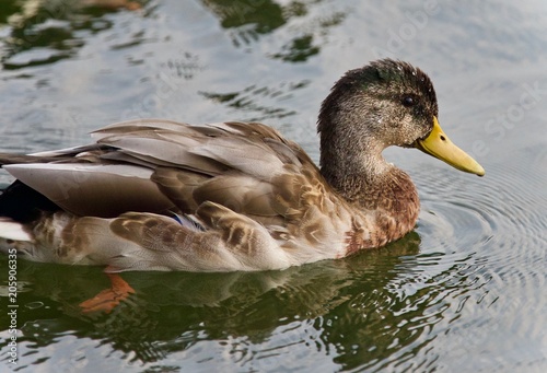 Isolated image of a mallard swimming in lake