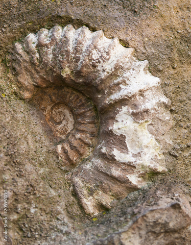 Fossil of Scapithes amonite found in Morocco, North Africa