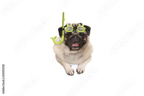 frolic smiling pug puppy dog with green snorkel and goggles, ready to dive, isolated , hanging with paws on white banner